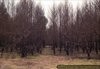 Burned-out forest