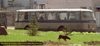 A dog