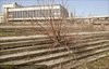 Вот такое деревце